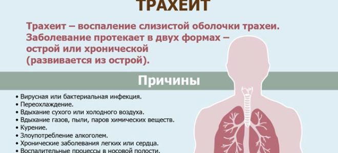 Трахеит: особенности заболевания у взрослых, симптомы и тактика лечения
