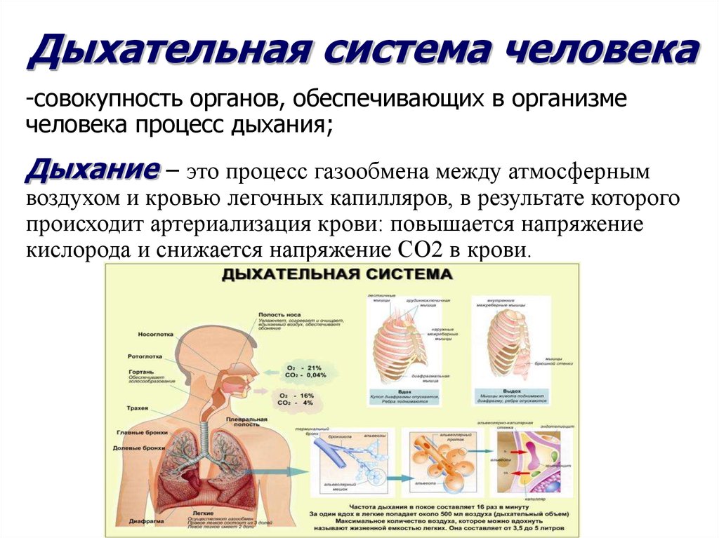 Дыхание 5 групп. Дыхательная система человека. Дыхательная система че. Системы органов человека дыхательная система. Структура органов дыхания человека.